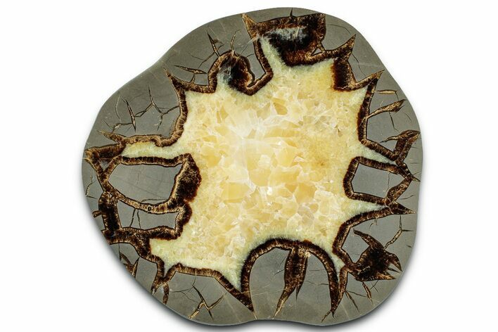 Polished Septarian Slab - Utah #318123